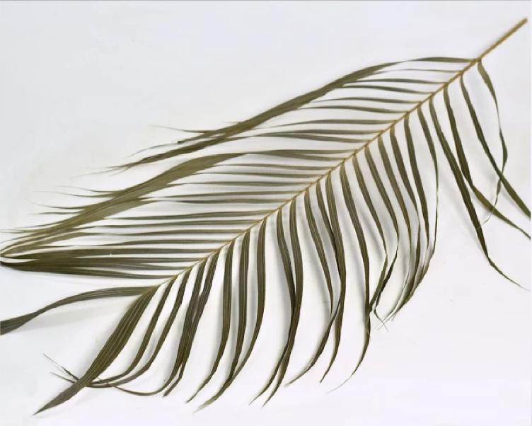 Areca Palmenblätter 100cm