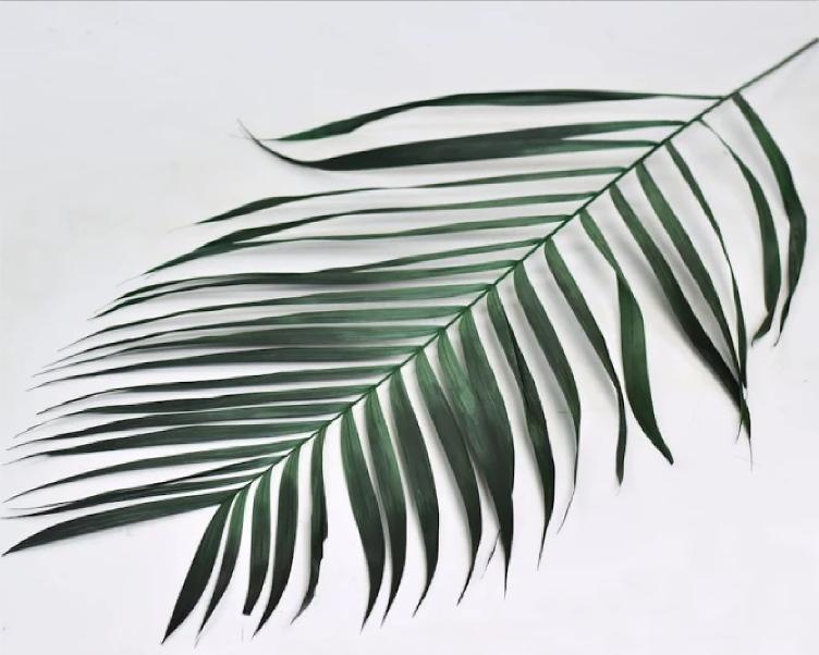 Areca Palmenblätter 100cm Grün