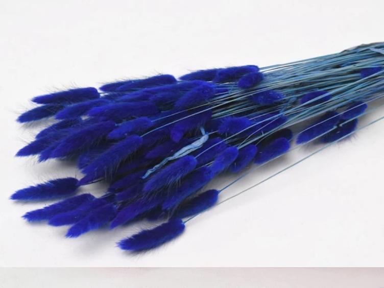Lagurus Blau ca. 65cm