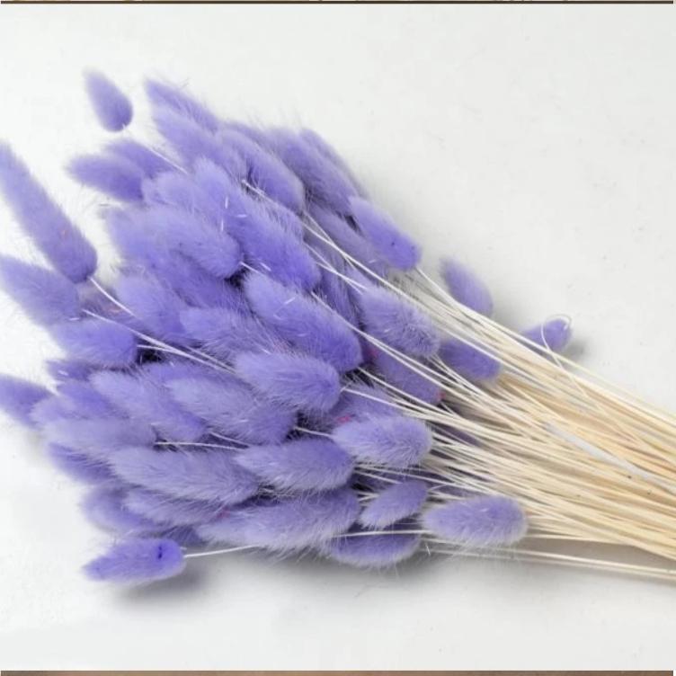 Lagurus Pastell Violet 65cm