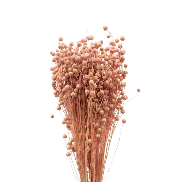 Trockenblumen Lino Pink
