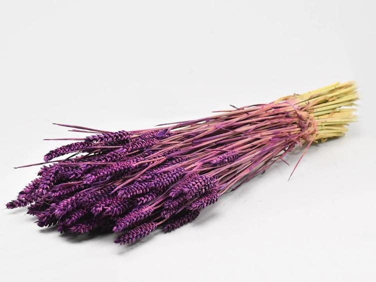 Triticum Lila 70cm (Weizen) Violet