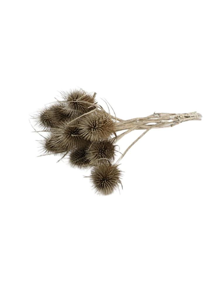 Dried Dipsacus Natural Bunch