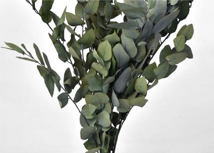 Eucalyptus Stuartiana Grün