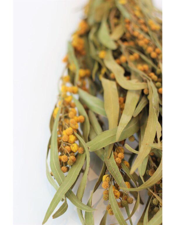 mimosa natural dried - 1