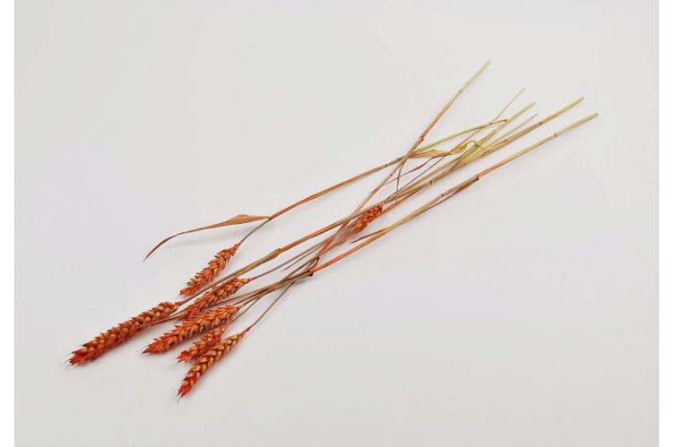 Triticum Orange (Weizen) 70cm - 4