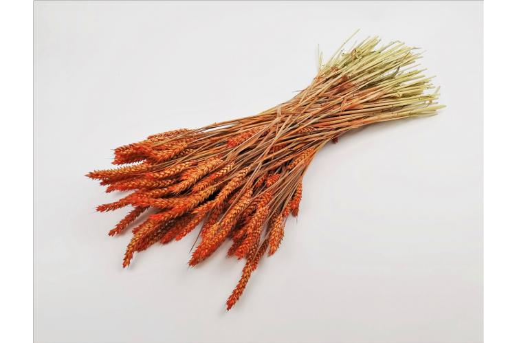 Triticum Orange (Weizen) 70cm - 3